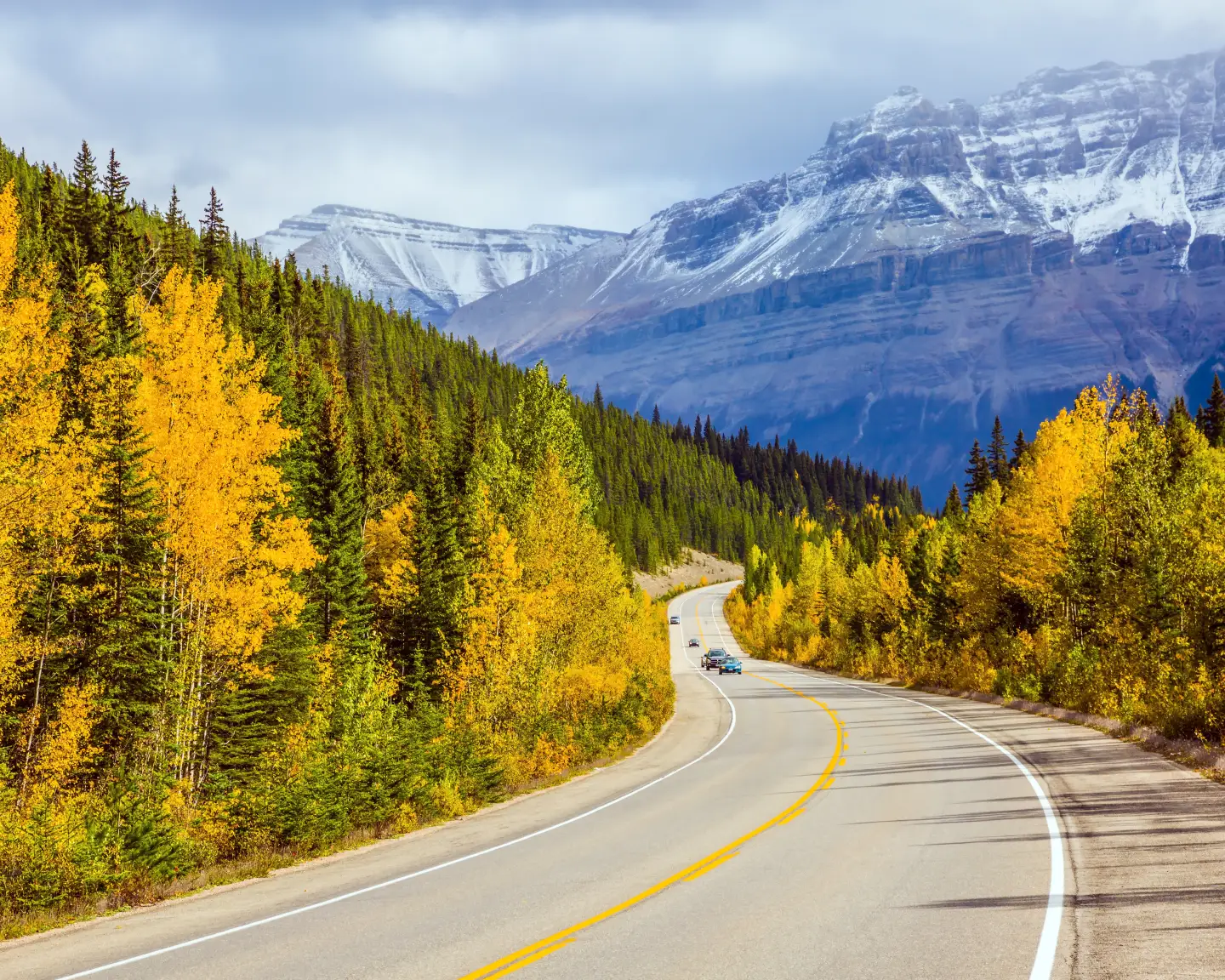 Carretera de montaña otoñal en las Rocosas canadienses, cerca de Calgary, bordeada de árboles caducifolios de color amarillo brillante y bosques de hoja perenne con picos nevados al fondo.
