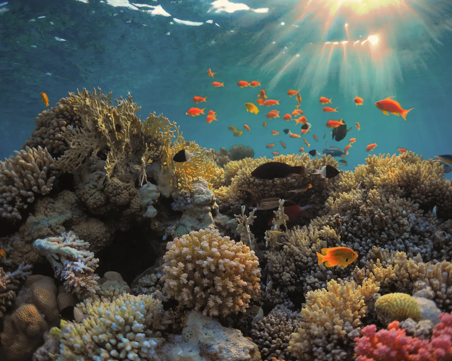 Wunderschönes, farbenfrohes Korallenriff und viele Fische in Hurghada.