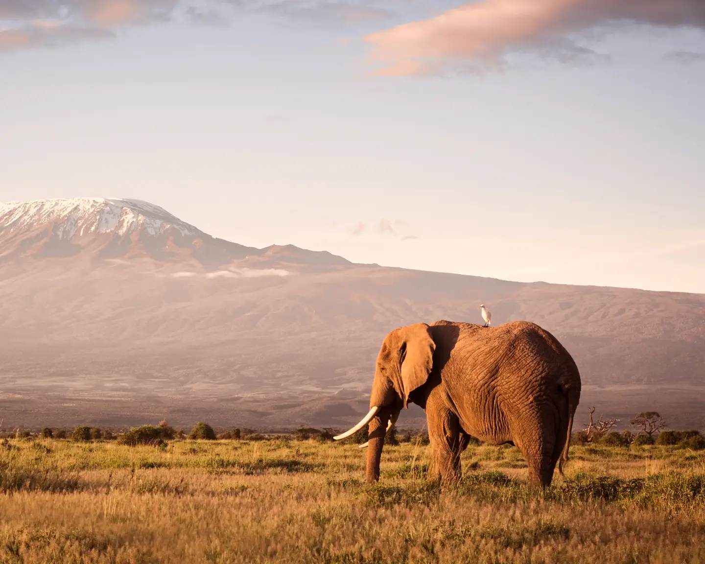 Un éléphant dans le parc national d'Amboseli au Kenya, avec le sommet enneigé du mont Kilimandjaro en arrière-plan