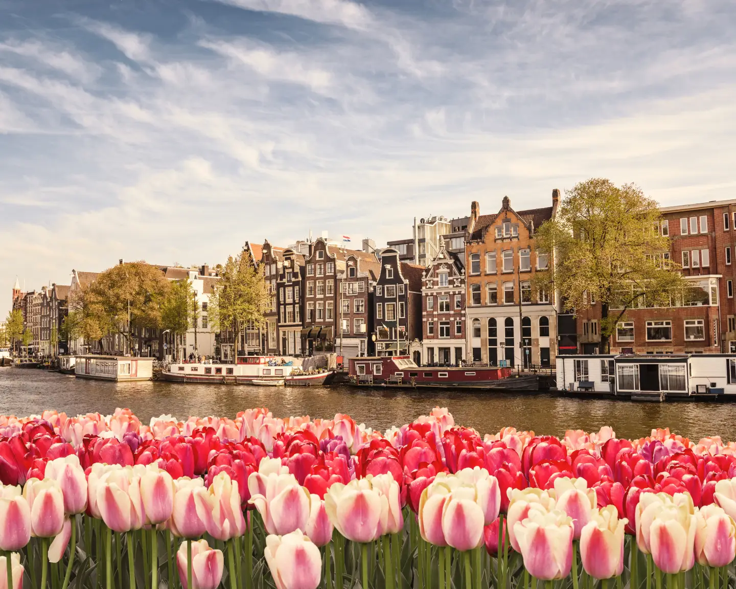 Una típica hilera de casas en el casco antiguo de Ámsterdam, Países Bajos, situada junto a un canal; en primer plano, un mar de tulipanes rojos y rosas.
