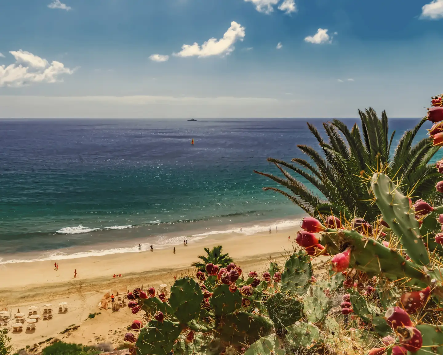 La plage d'Esquinzo à Fuerteventura avec une mer turquoise, des cactus en fleurs et des palmiers sous un ciel dégagé.