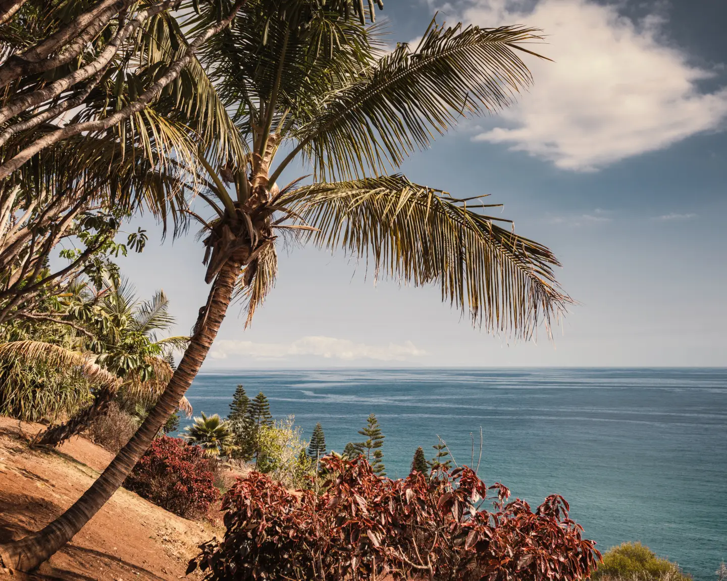 Uitzicht op de Atlantische Oceaan op een zonnige dag in Tenerife op de Canarische Eilanden in Spanje. Mooie palmboom op de voorgrond.