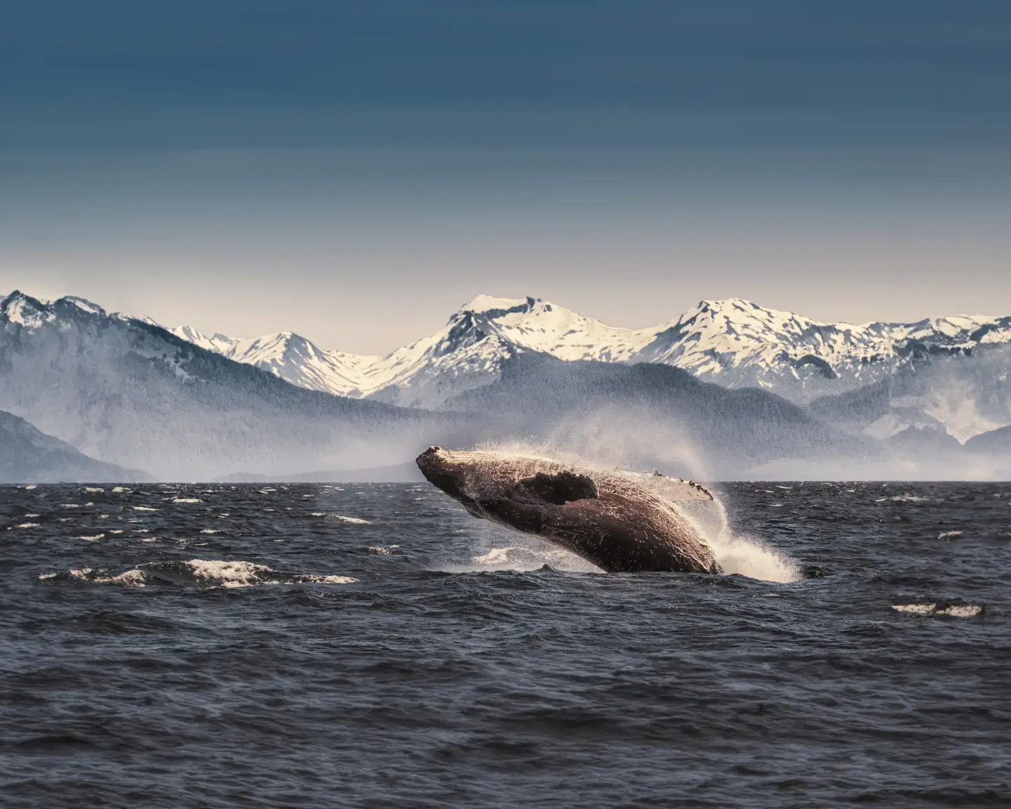 Une baleine bondit des eaux en Alaska sur fond de paysages montagneux