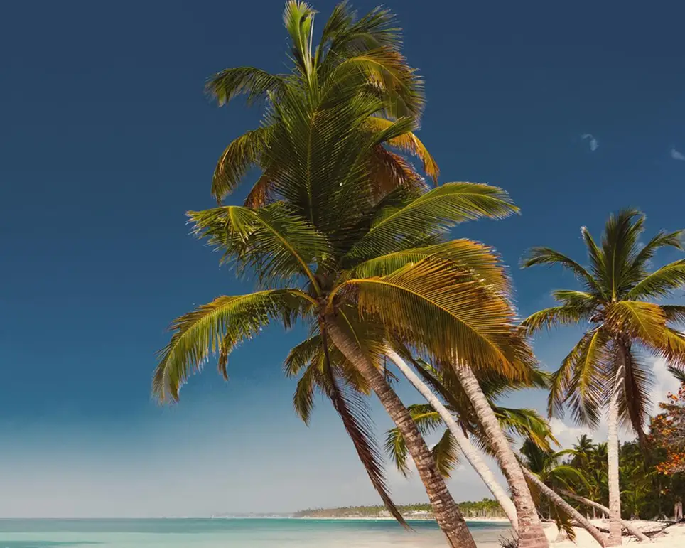 Punta Cana Strand Palmen
